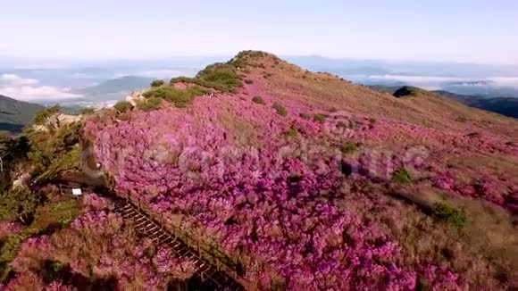 大邱韩国南部亚洲碧玉山杜鹃花视频的预览图