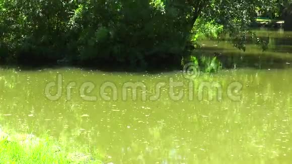 公园里的池塘视频的预览图