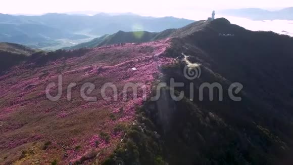 大邱韩国南部亚洲碧玉山杜鹃花视频的预览图