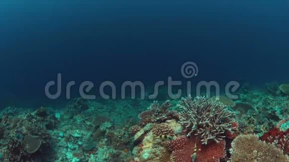 白尖礁鲨鱼在珊瑚礁上有大量的鱼4k视频的预览图