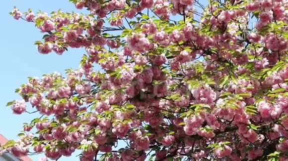 盛开的粉红色樱花树枝樱花春花视频的预览图