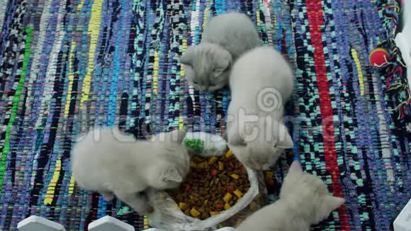 小猫从地板上吃宠物食品视频的预览图