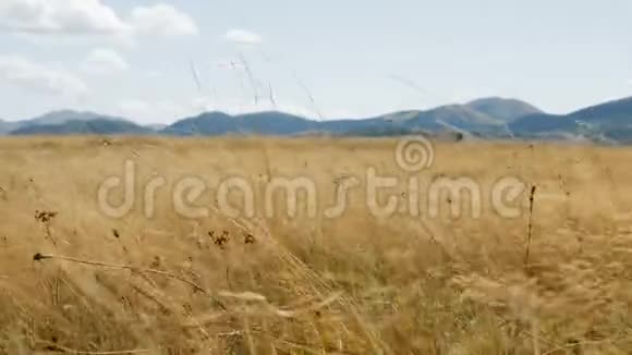 秋天的田野有黄草和山视频的预览图