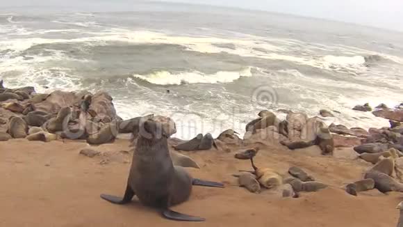 纳米比亚骷髅海岸大西洋海滩上的海角海豹毛头虫菌落视频的预览图