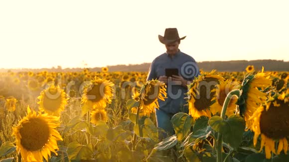 商人用平板电脑用向日葵检查他的田地农夫在一个开花的田野里散步农学家视频的预览图