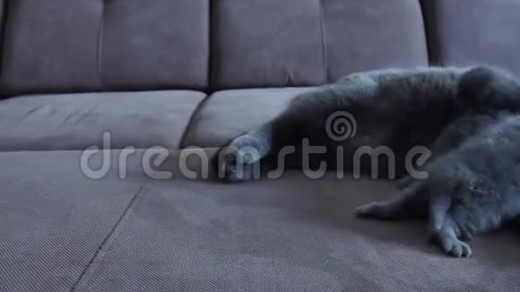 小猫和妈妈坐在沙发上视频的预览图