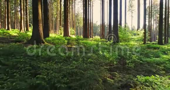 春天寂静的森林阳光明媚视频的预览图