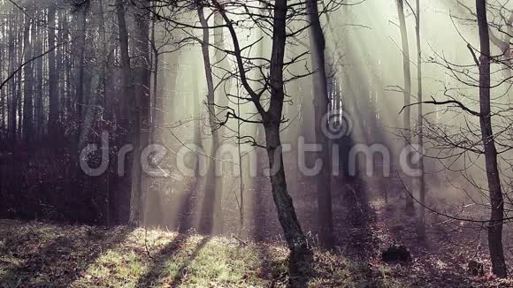 波兰森林中浓雾中的道路和阳光视频的预览图