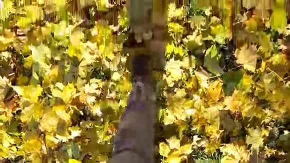 人在落叶上行走的慢动作视频视频的预览图