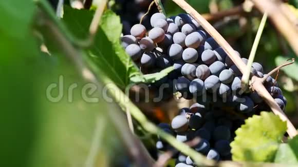 葡萄藤上的蓝色葡萄近景视频的预览图