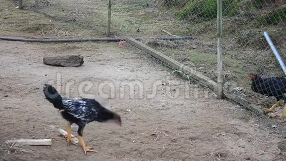 鸡和母鸡和小鸡视频的预览图