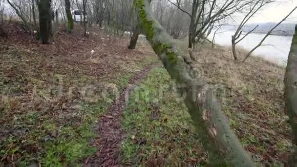 秋天的景色阴郁的雾蒙蒙的森林湖视频的预览图
