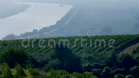 多瑙河和一排排葡萄园收割前视频的预览图