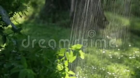 草地花园草坪洒水系统在花园的绿色草地上撒些水视频的预览图