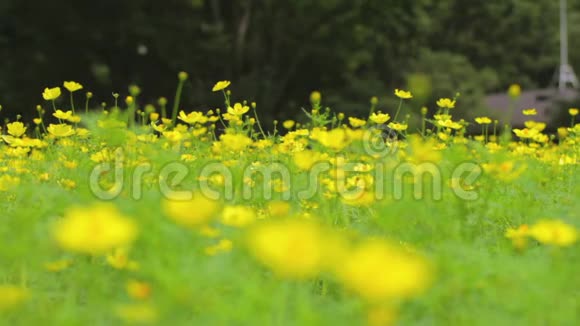 东京绿色花园的黄色宇宙视频的预览图