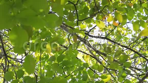 4树上一些新鲜绿叶被风吹过的K镜头视频的预览图
