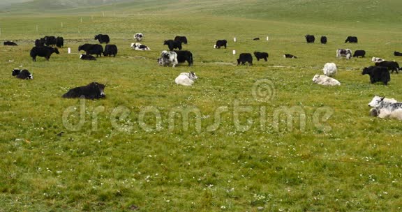 草原上一群牦牛中国高原风光视频的预览图