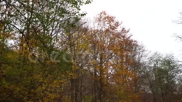 秋天的森林山林之中视频的预览图