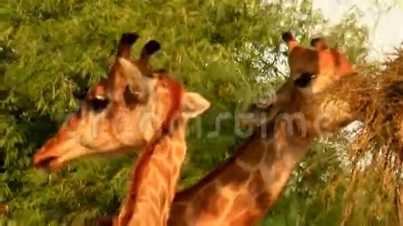 自然界中的长颈鹿视频的预览图