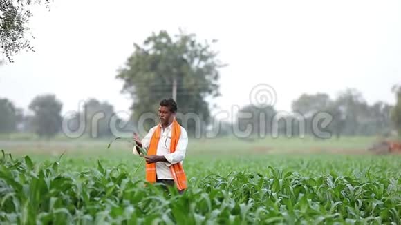 在绿色玉米地的印度农民视频的预览图
