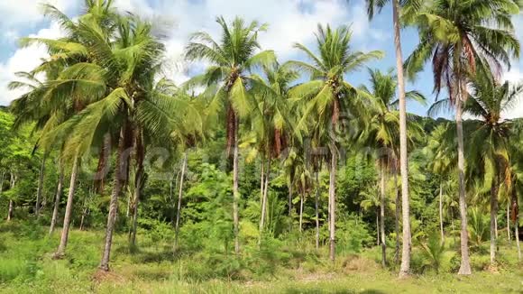 泰国KohChang岛上的椰子棕榈视频的预览图