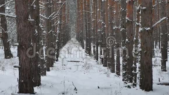 松树树干干燥圣诞树树干自然冬林野生景观视频的预览图