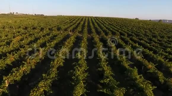 收获前的一排排葡萄园从无人机上看视频的预览图