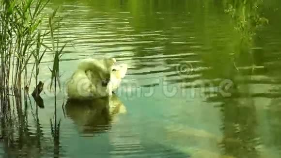 湖上的白天鹅公园里清理羽毛天鹅在水和陆地上觅食视频的预览图
