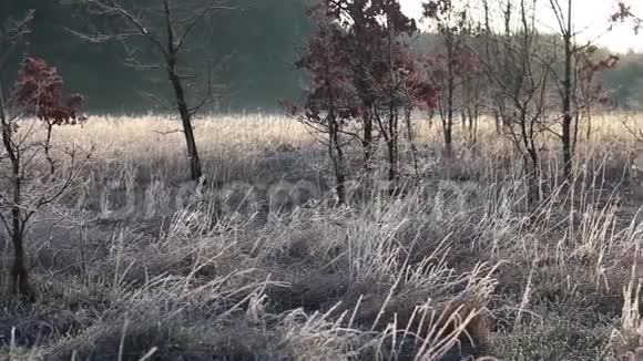 草地上美丽的早晨视频的预览图