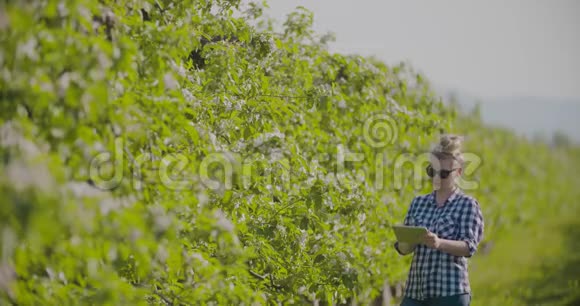 农民在果园里检查花枝视频的预览图