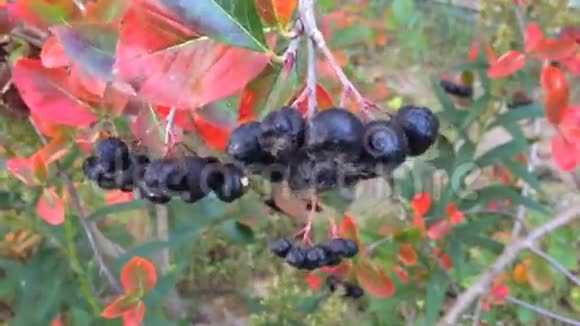 黑色龙葵成熟的龙葵浆果视频的预览图