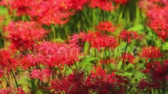 秋日阳光明媚的一天森林里的红蜘蛛百合视频的预览图