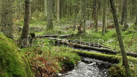 绿色森林中的溪流视频的预览图