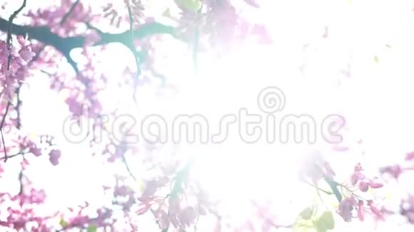 阳光明媚的春花视频的预览图