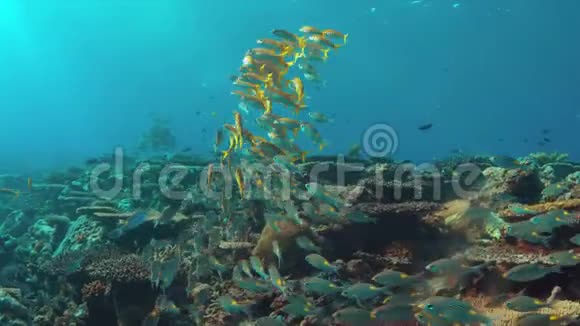 带黄鳍山羊鱼和条纹大眼霜的珊瑚礁视频的预览图