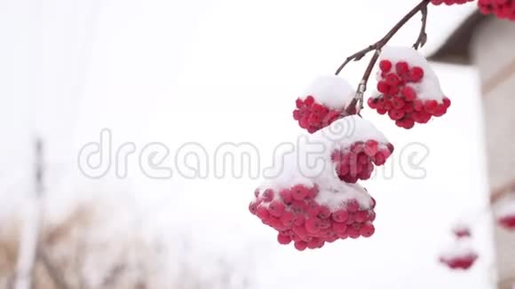 第一场雪覆盖了罗湾冬天的红束分支视频的预览图