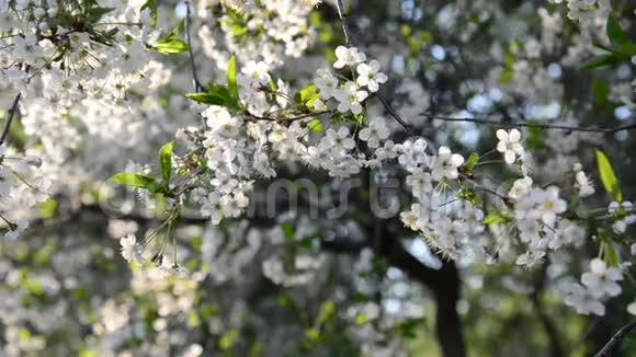 樱桃园在春天盛开视频的预览图