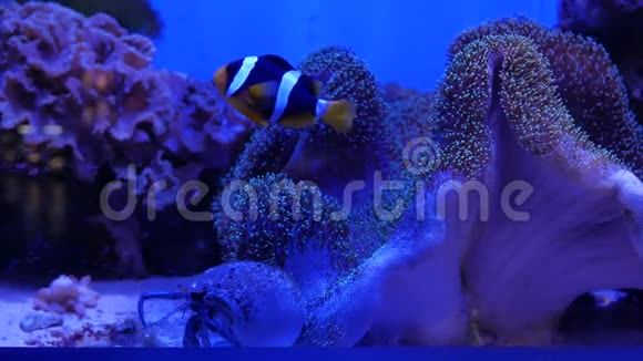 海洋馆里美丽的鱼对水生植物的装饰背景鱼缸里有五颜六色的鱼视频的预览图
