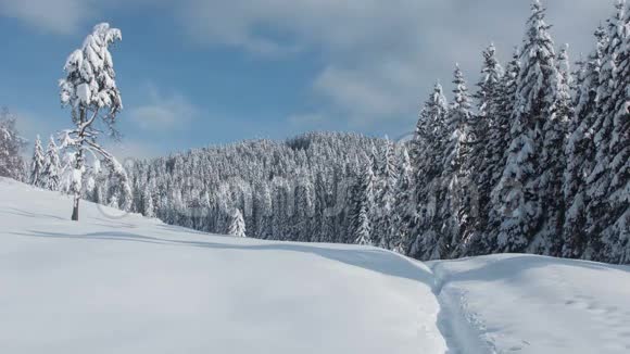 4K冬季松林视频的预览图