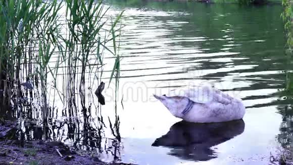 湖上的白天鹅公园里清理羽毛天鹅在水和陆地上觅食视频的预览图