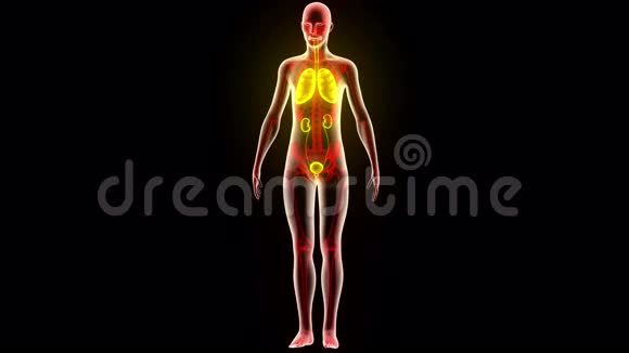 人体器官有肾脏的肺视频的预览图