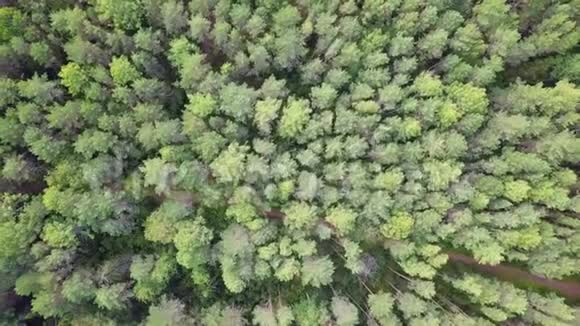 无地平线的常绿针叶林从上图可以看到空中景色视频的预览图