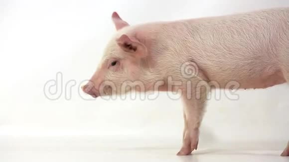 小猪视频的预览图