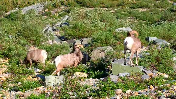 大角羊冰川国家公园视频的预览图