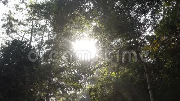 有阳光的森林里的树视频的预览图