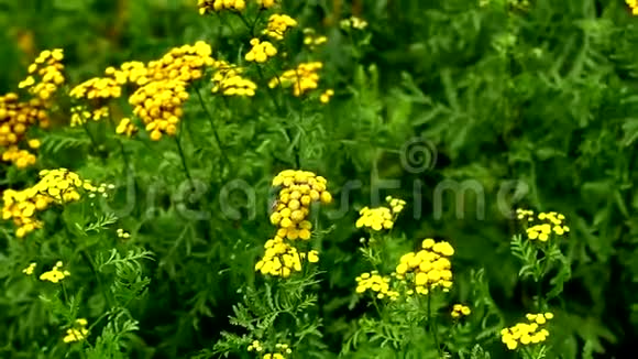 美丽的草甸花视频的预览图