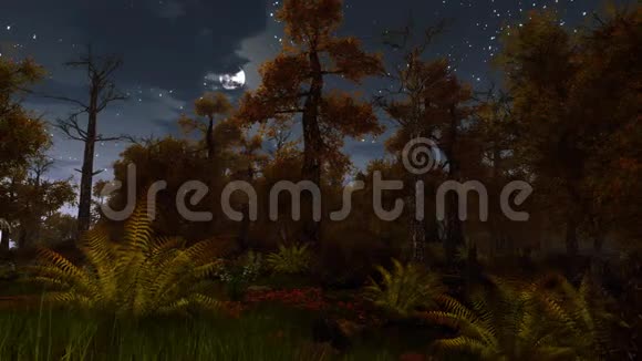 月圆之夜的寒冷的秋林视频的预览图