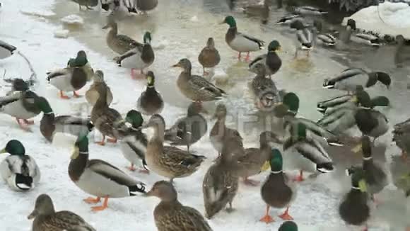冬天在红溪里喂鸭子和鸭子视频的预览图