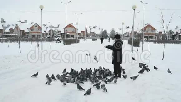 冬天女人正在公园里喂一群鸽子视频的预览图