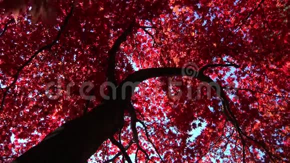 色彩鲜艳的秋叶视频的预览图